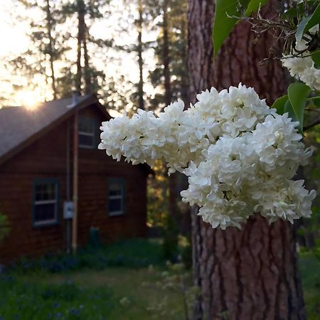 אידילווילד Ahwahnee-Be Vintage Cabin - Walk To Town! מראה חיצוני תמונה
